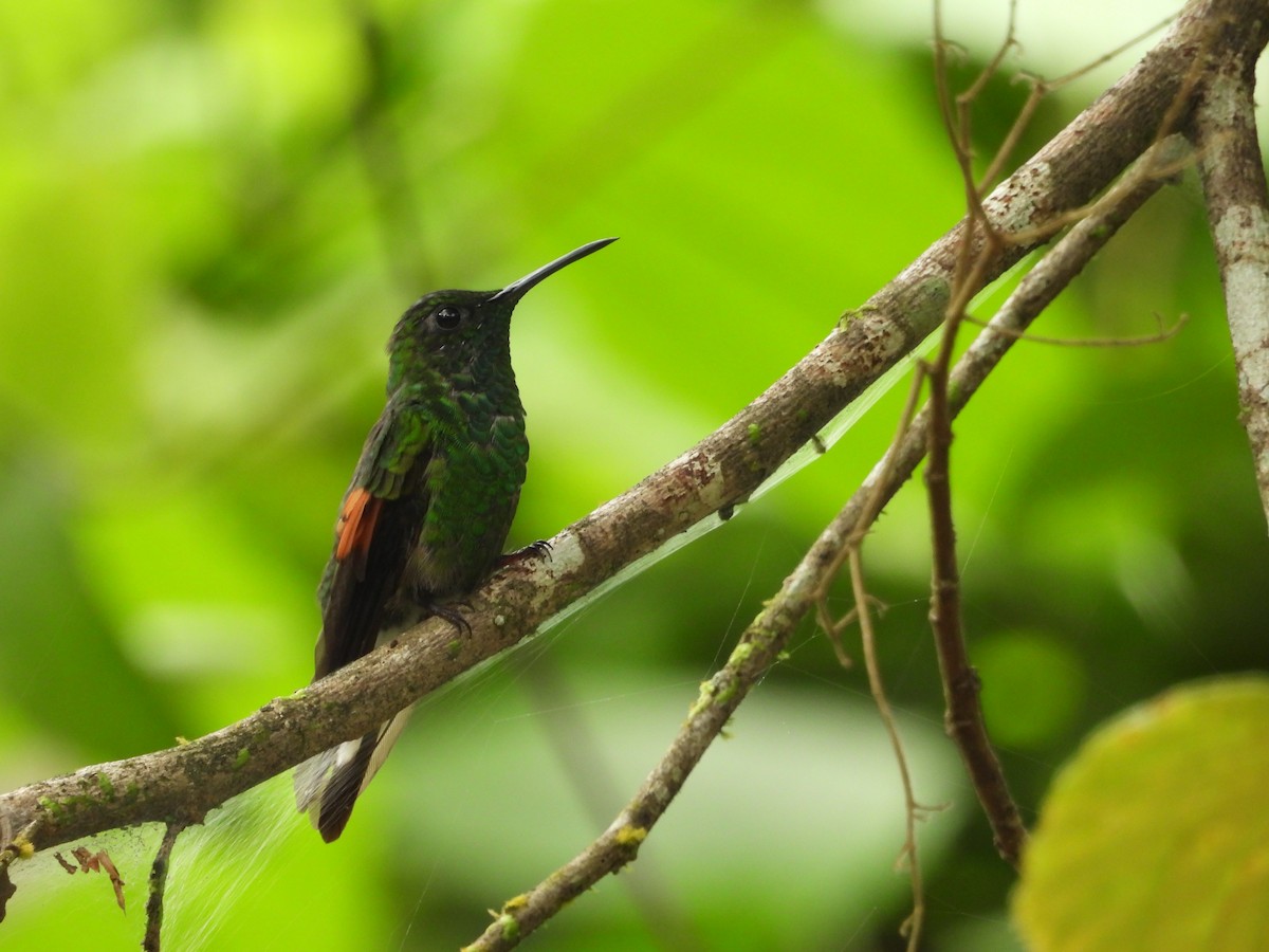 Stripe-tailed Hummingbird - ML640852056