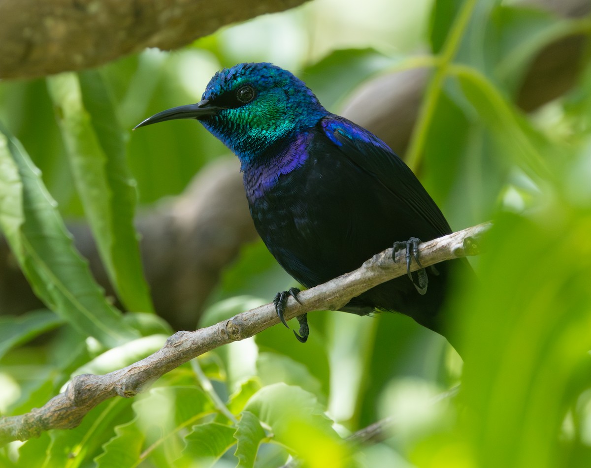 Pemba Sunbird - ML640852060