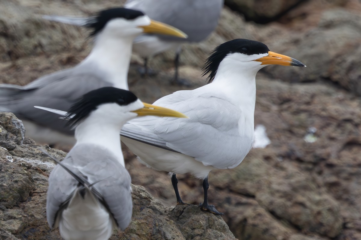 Chinese Crested Tern - ML640852073