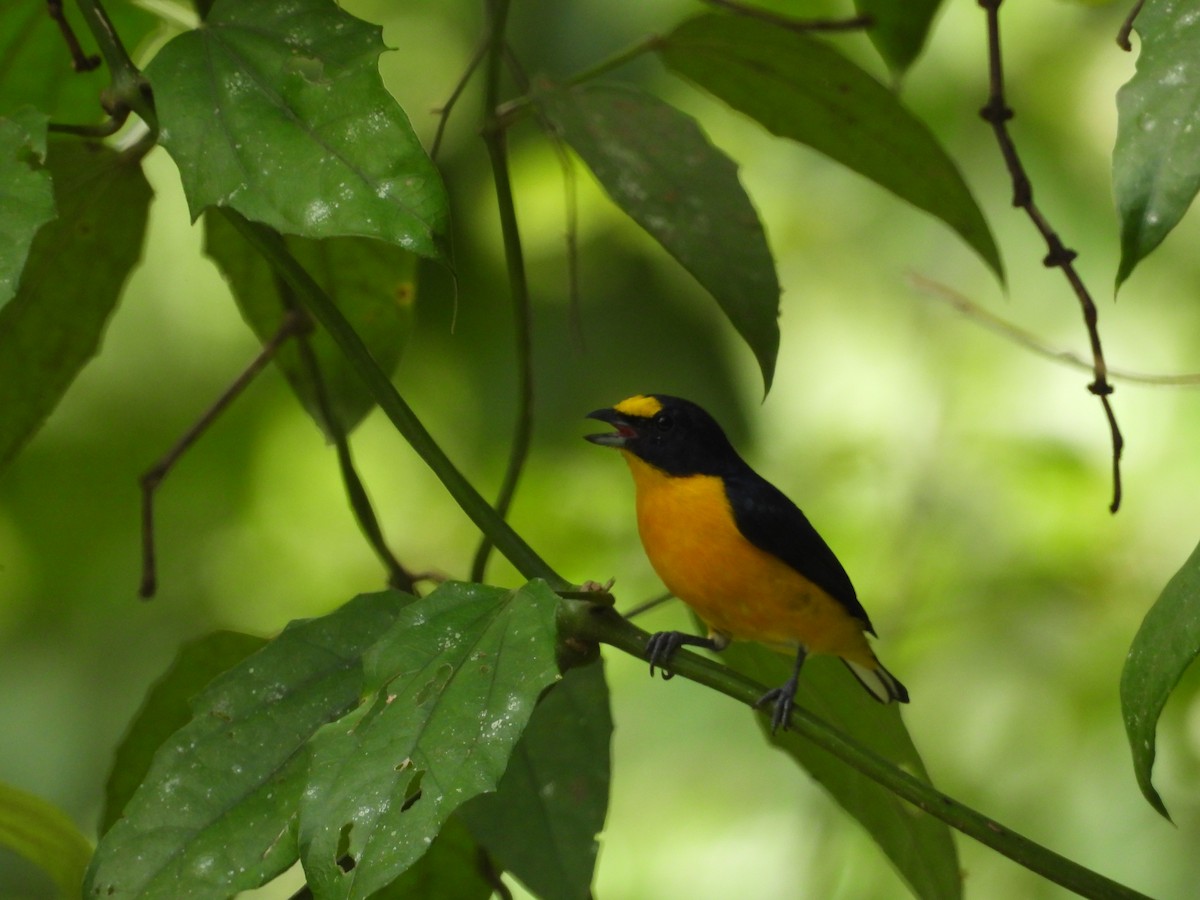 Yellow-throated Euphonia - ML640852078