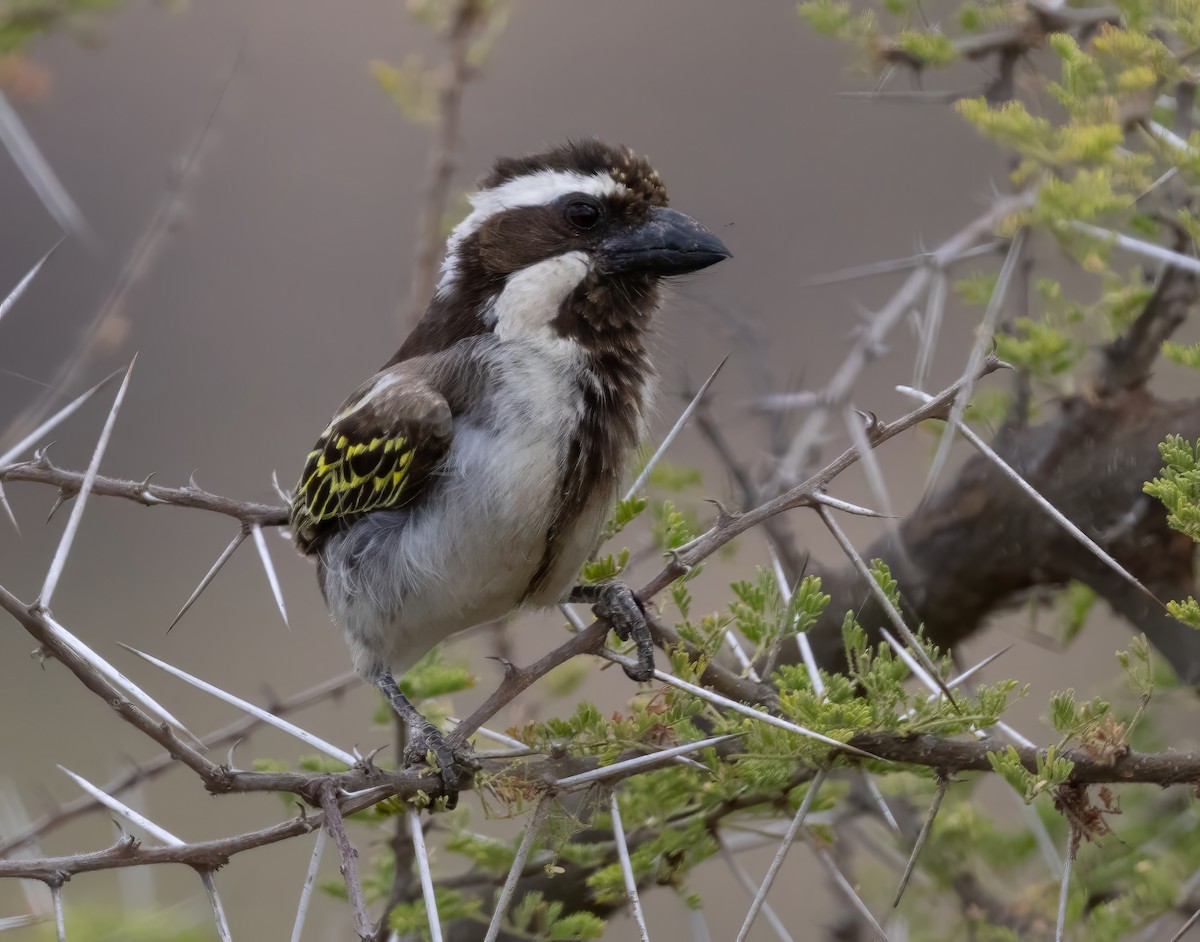 Black-throated Barbet - ML640852090
