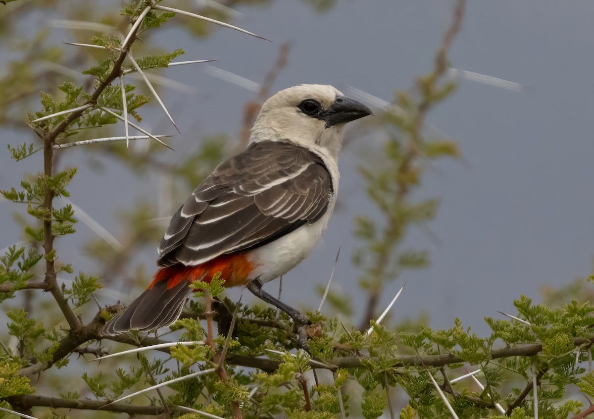 White-headed Buffalo-Weaver - ML640852093