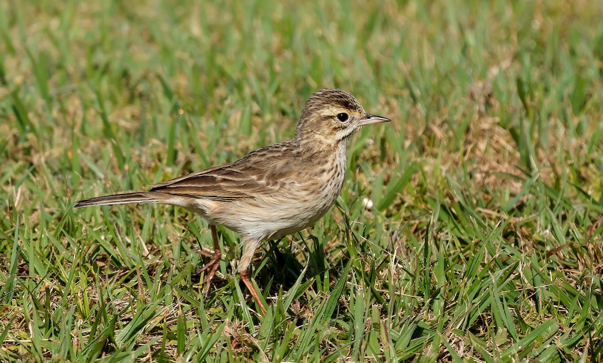 Australian Pipit - ML640852099
