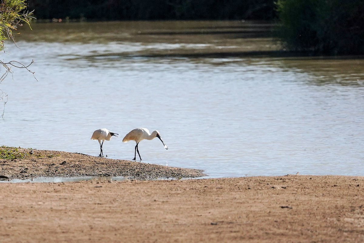 Royal Spoonbill - ML640852101