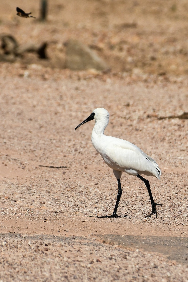 Royal Spoonbill - ML640852102