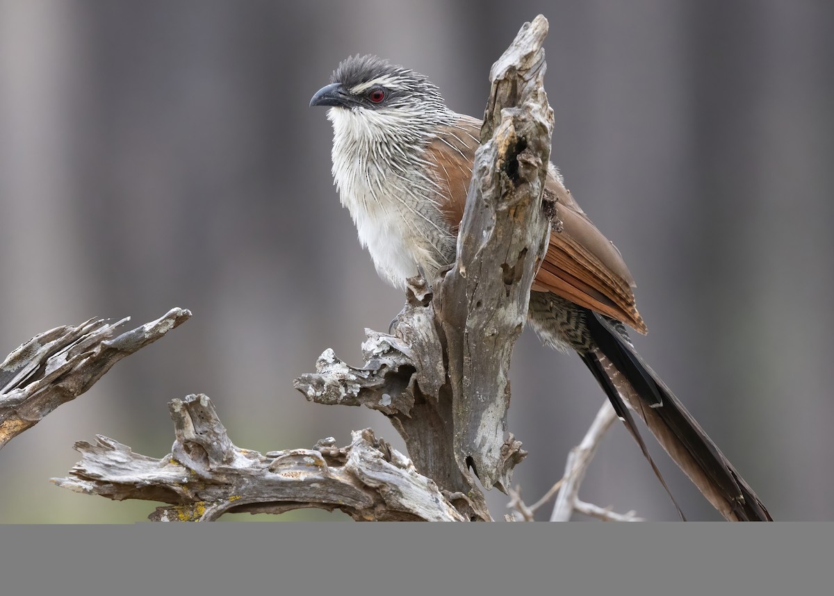 White-browed Coucal - ML640852104