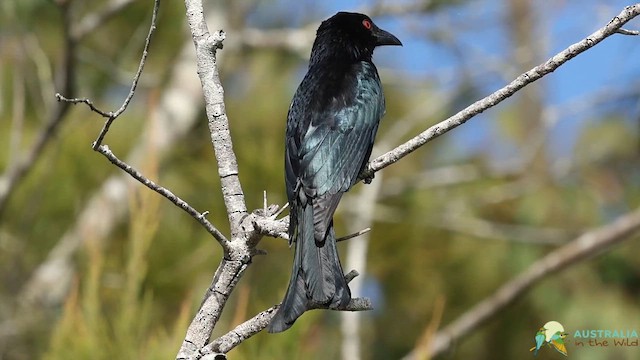 Spangled Drongo - ML640852110