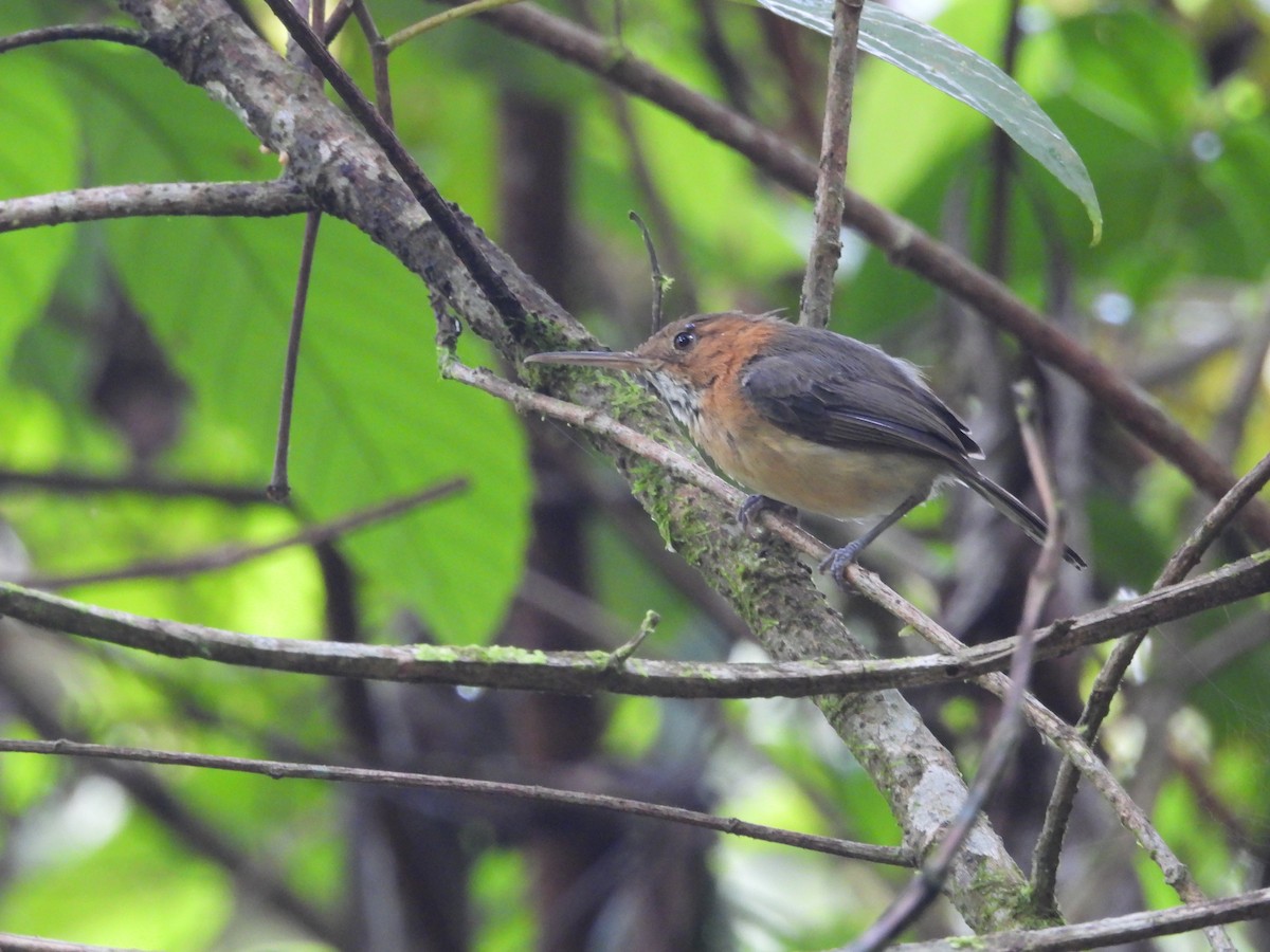 Long-billed Gnatwren - ML640852126
