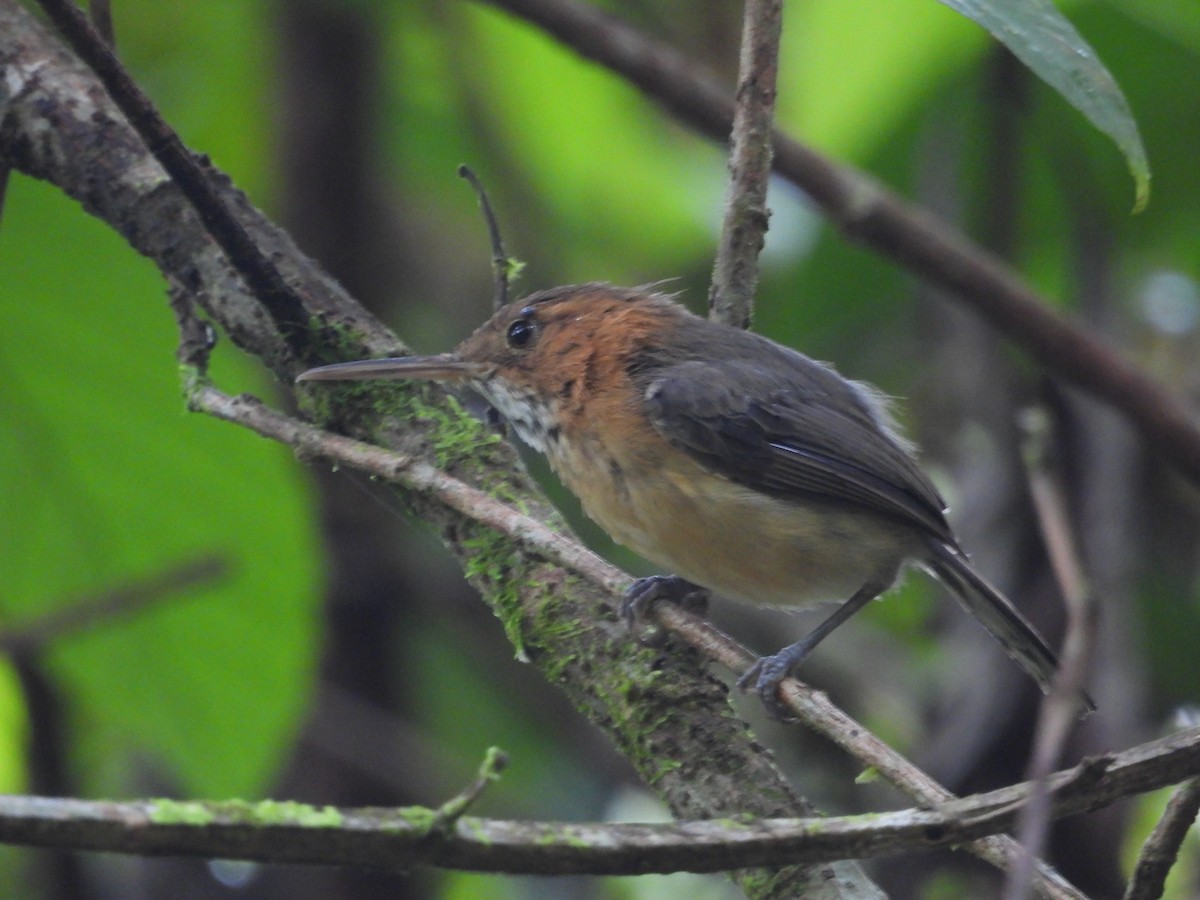 Long-billed Gnatwren - ML640852127