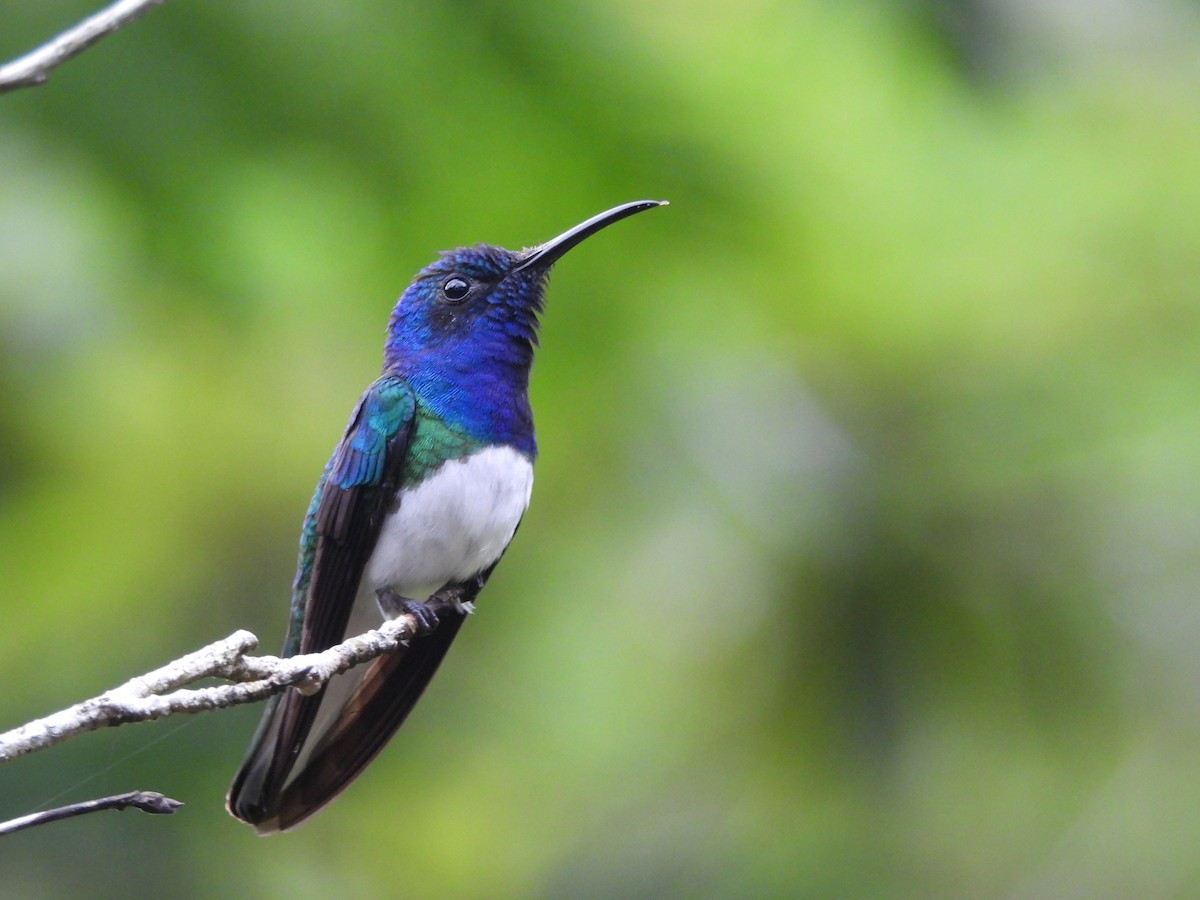 White-necked Jacobin - ML640852166