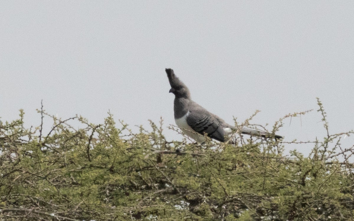 White-bellied Go-away-bird - ML640852167