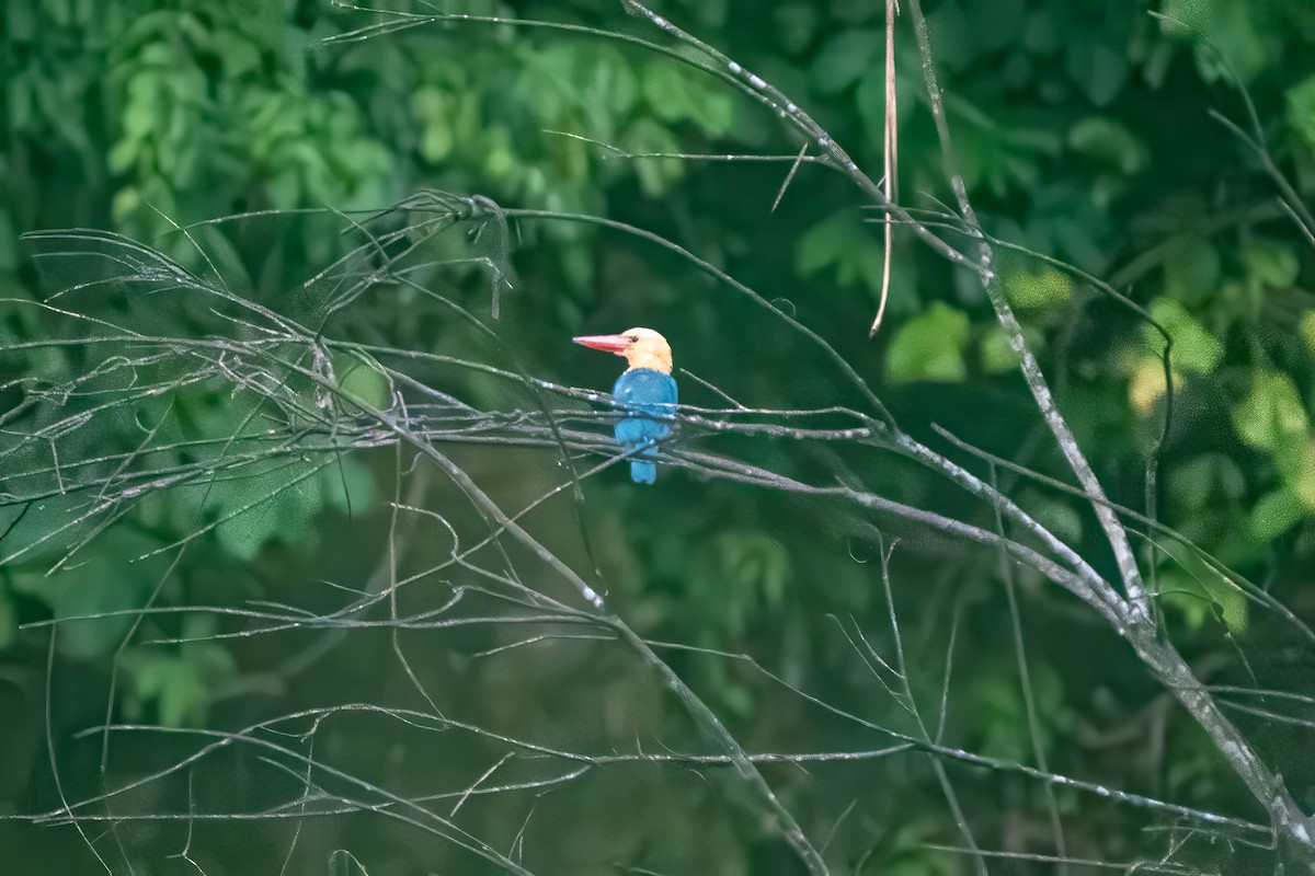 Stork-billed Kingfisher - ML640852178