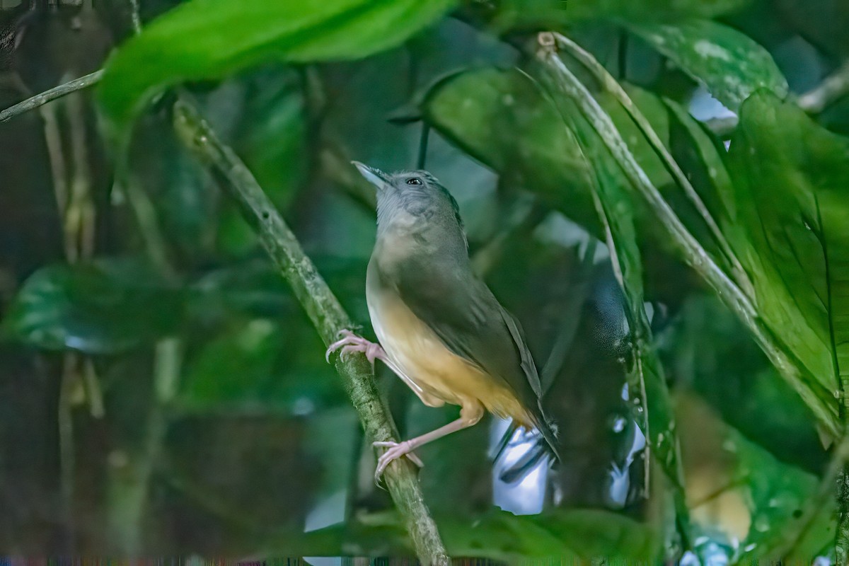 Horsfield's Babbler - ML640852183