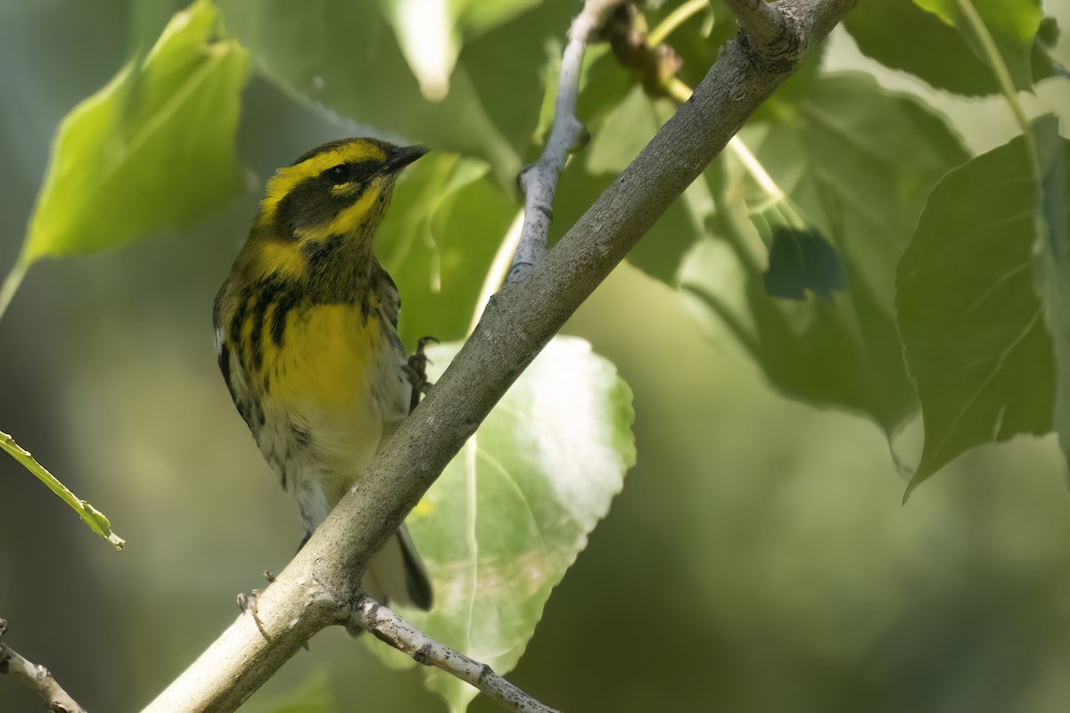 Townsend's Warbler - ML640852188