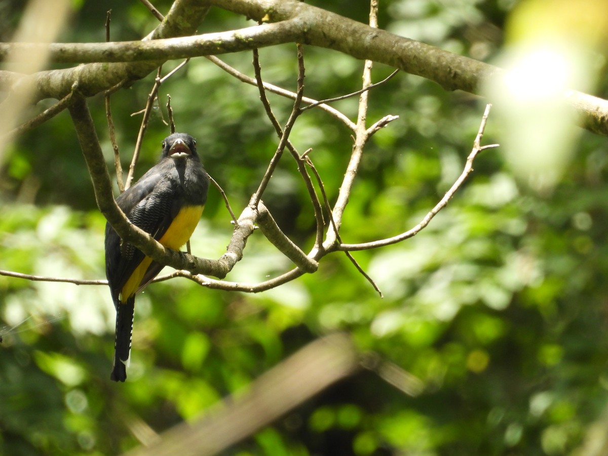 Gartered Trogon - ML640852192