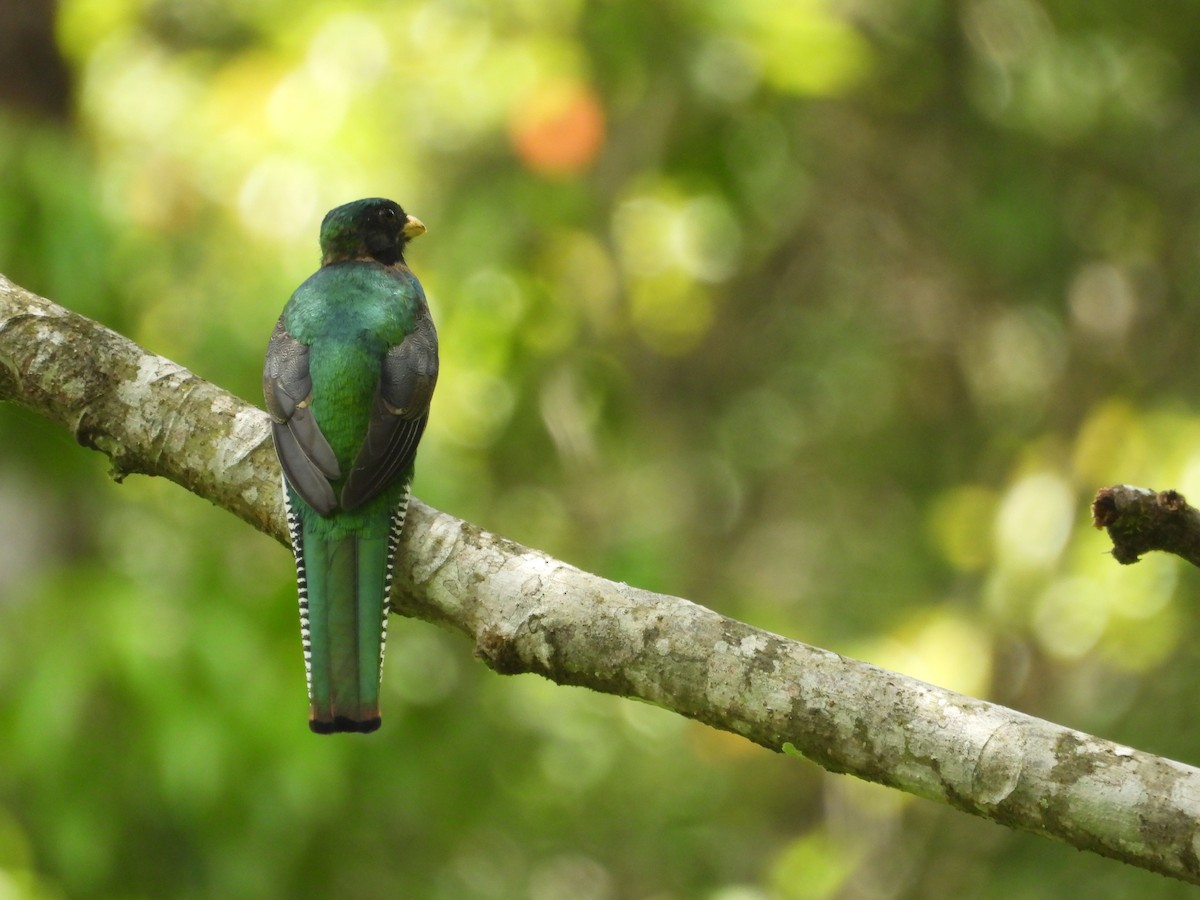 Collared Trogon - ML640852194