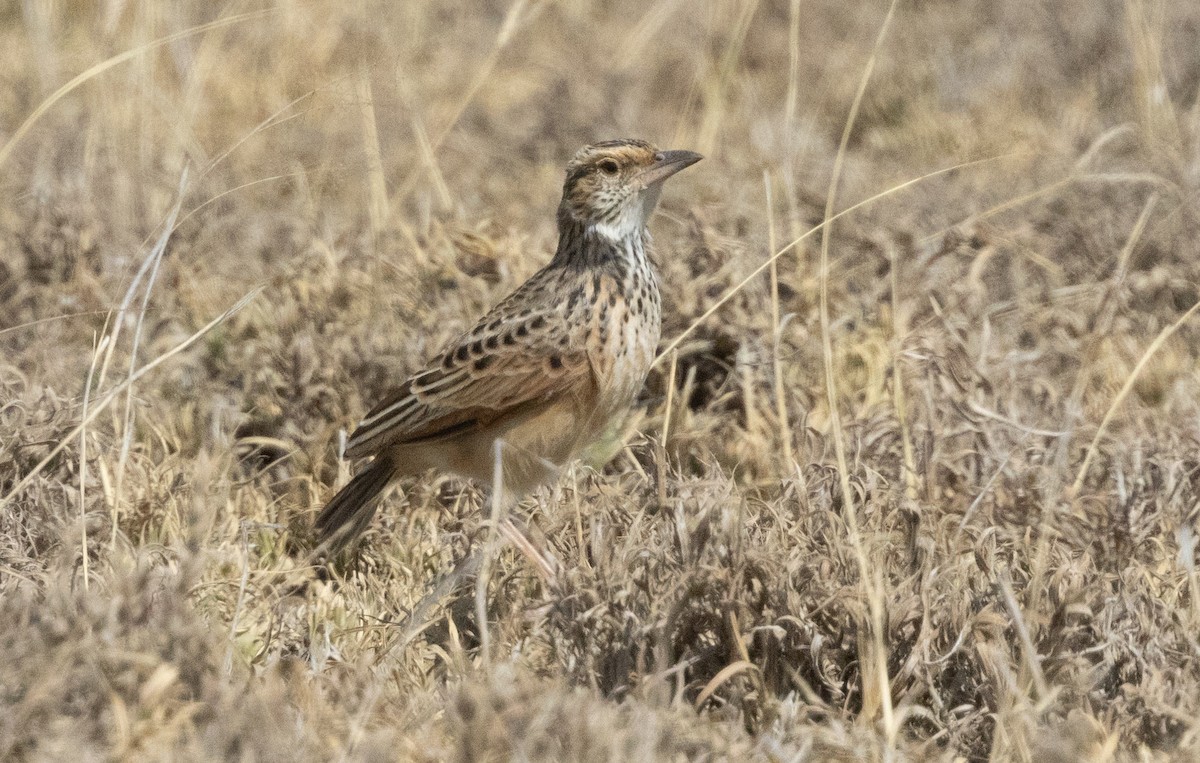 Sentinel Lark - ML640852195