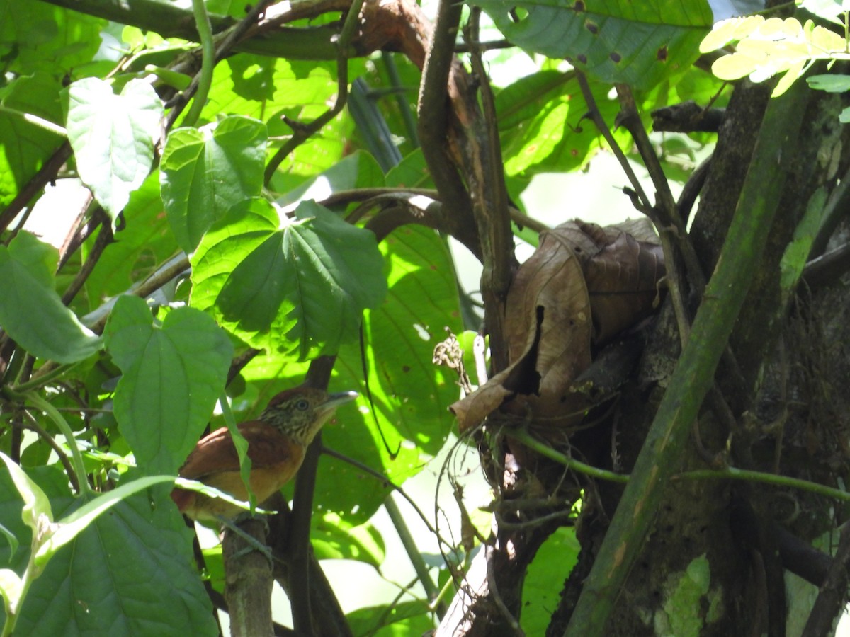 Barred Antshrike (Barred) - ML640852196