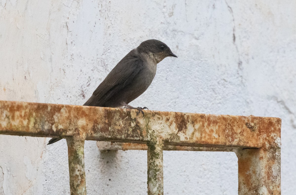 Red-throated Crag-Martin - ML640852204
