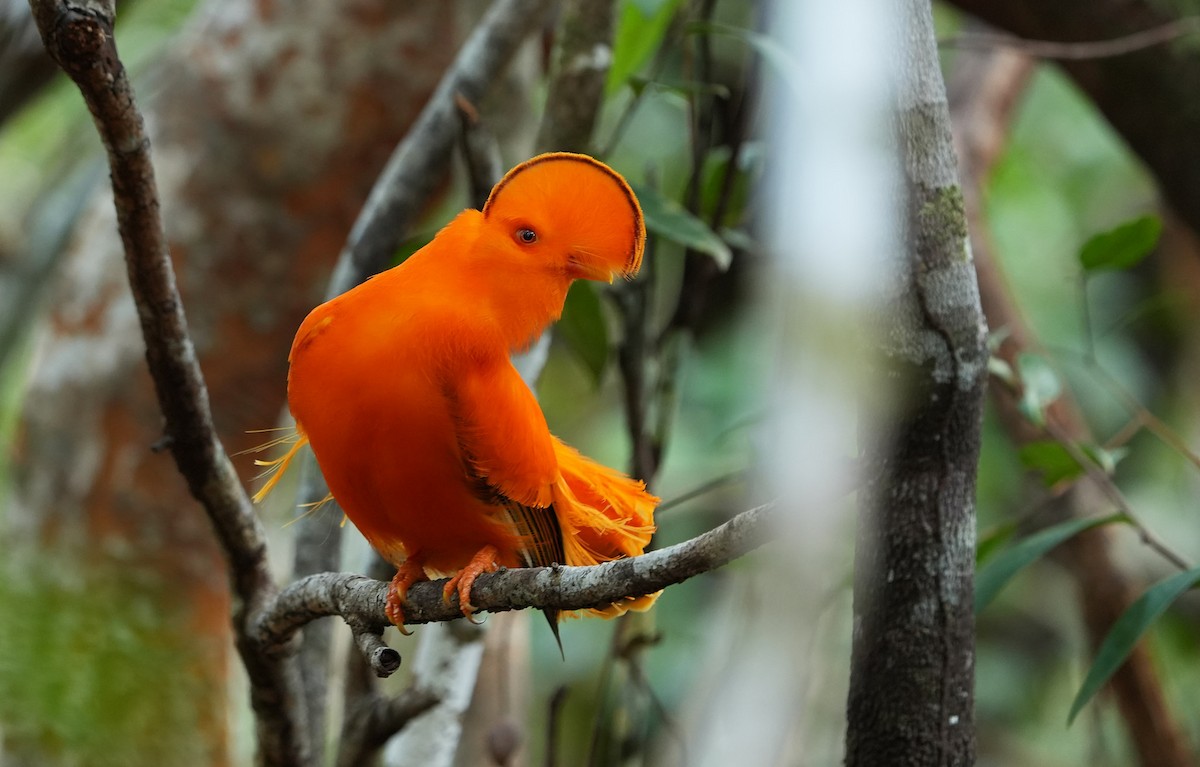 Coq-de-roche orange - ML640852208