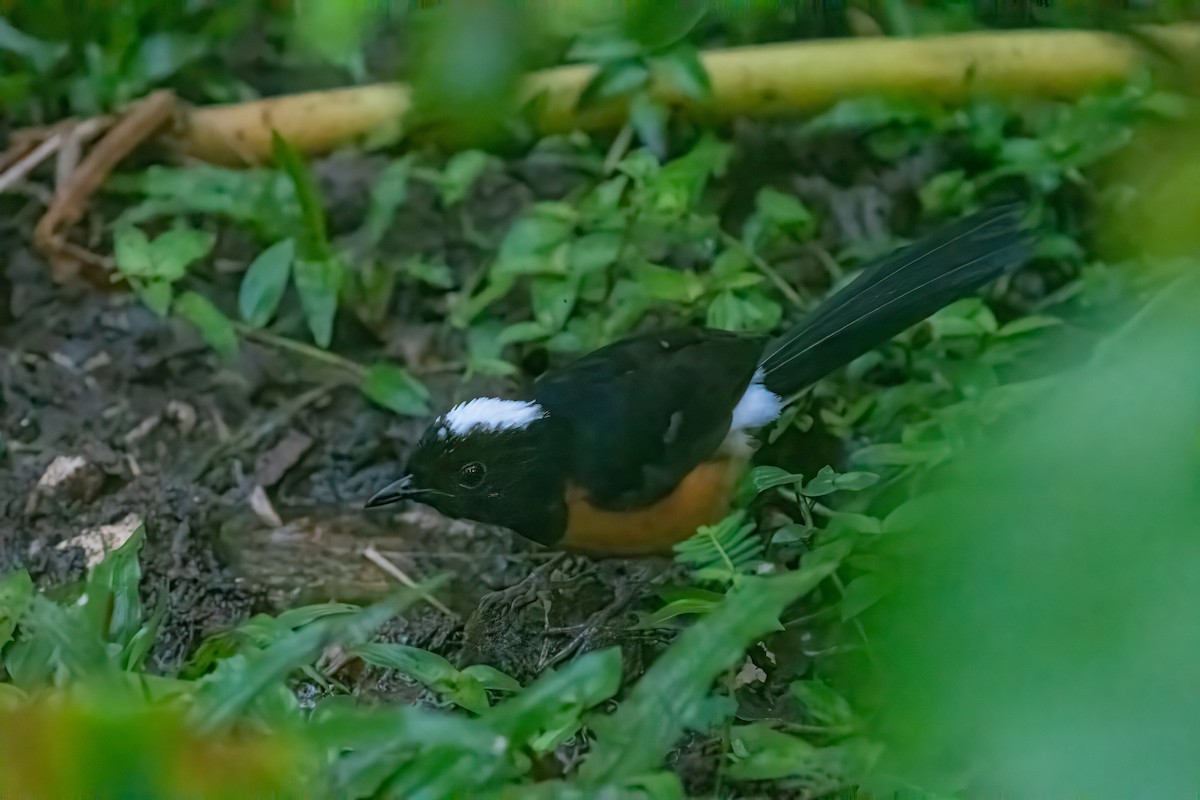 White-crowned Shama - ML640852210