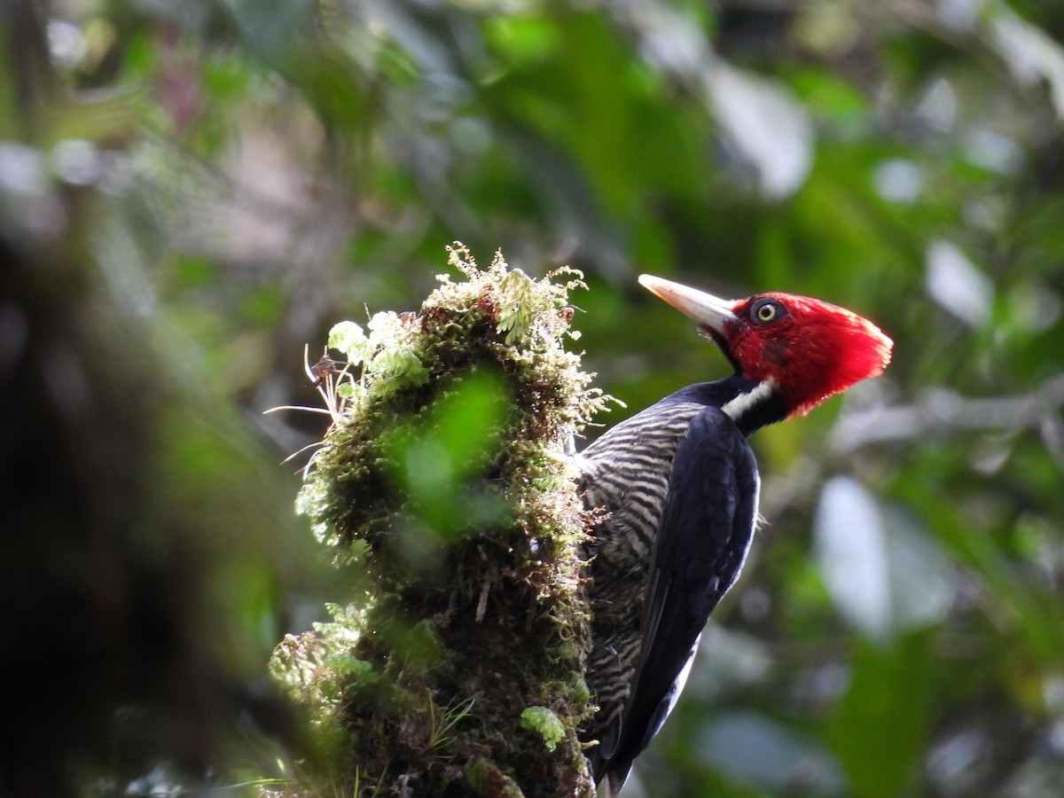 Pale-billed Woodpecker - ML640852211