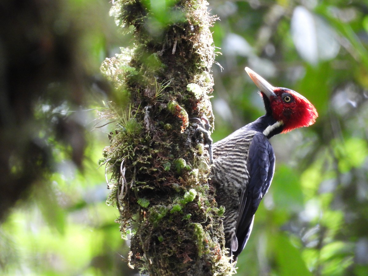 Pale-billed Woodpecker - ML640852212