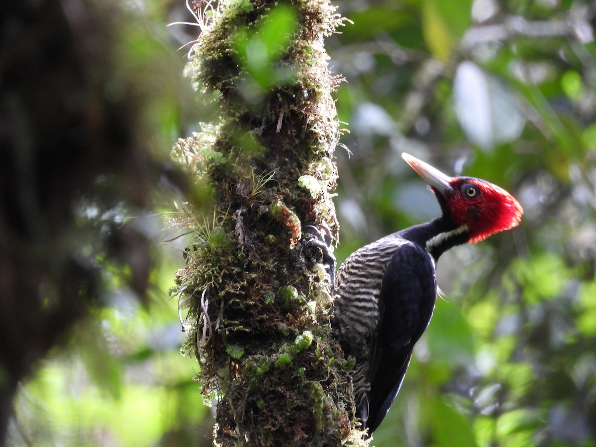 Pale-billed Woodpecker - ML640852213