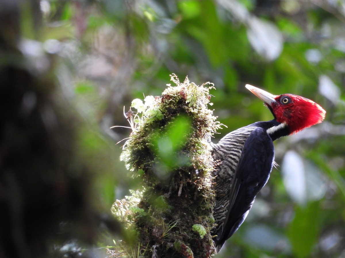 Pale-billed Woodpecker - ML640852214