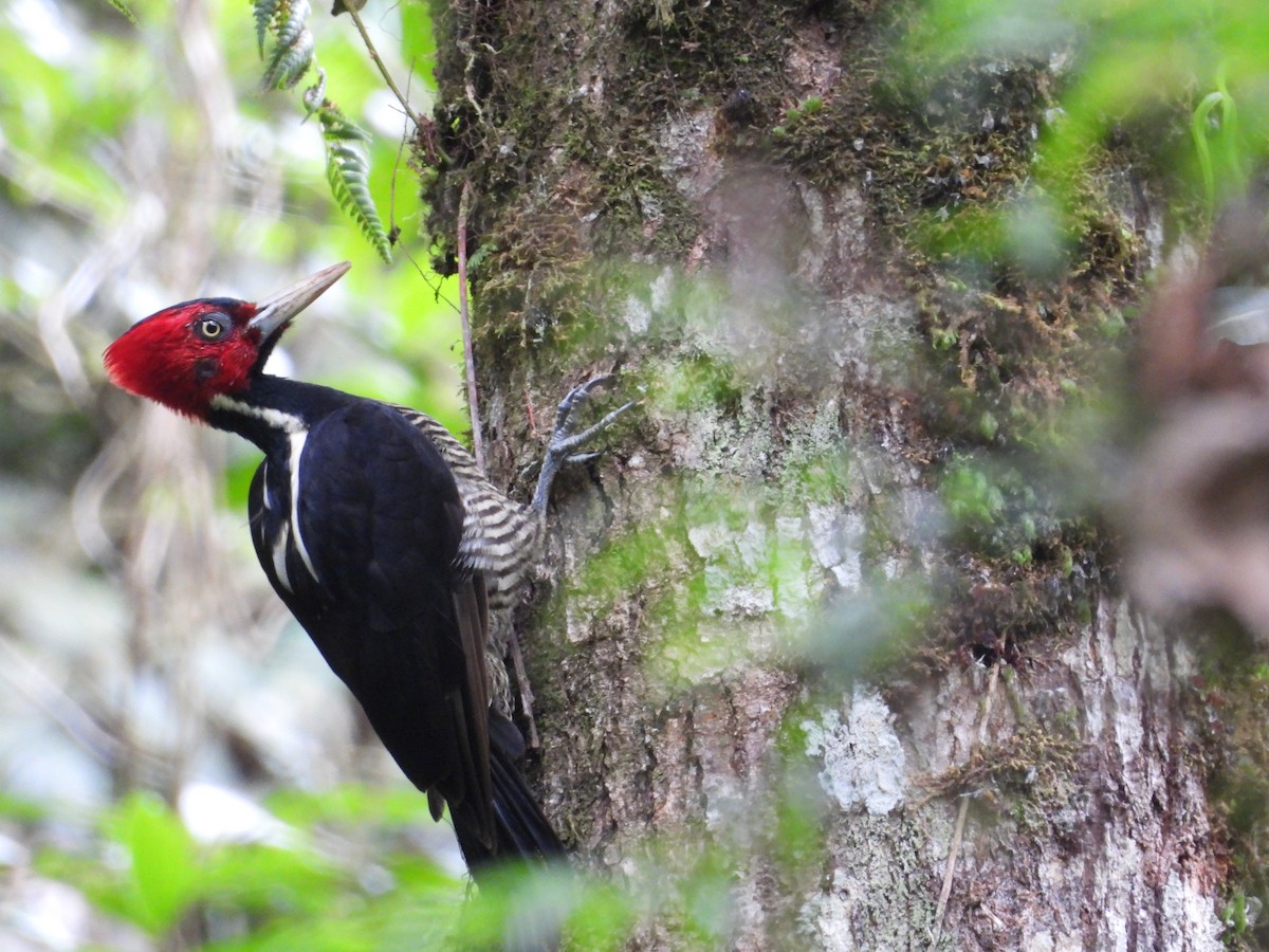 Pale-billed Woodpecker - ML640852215