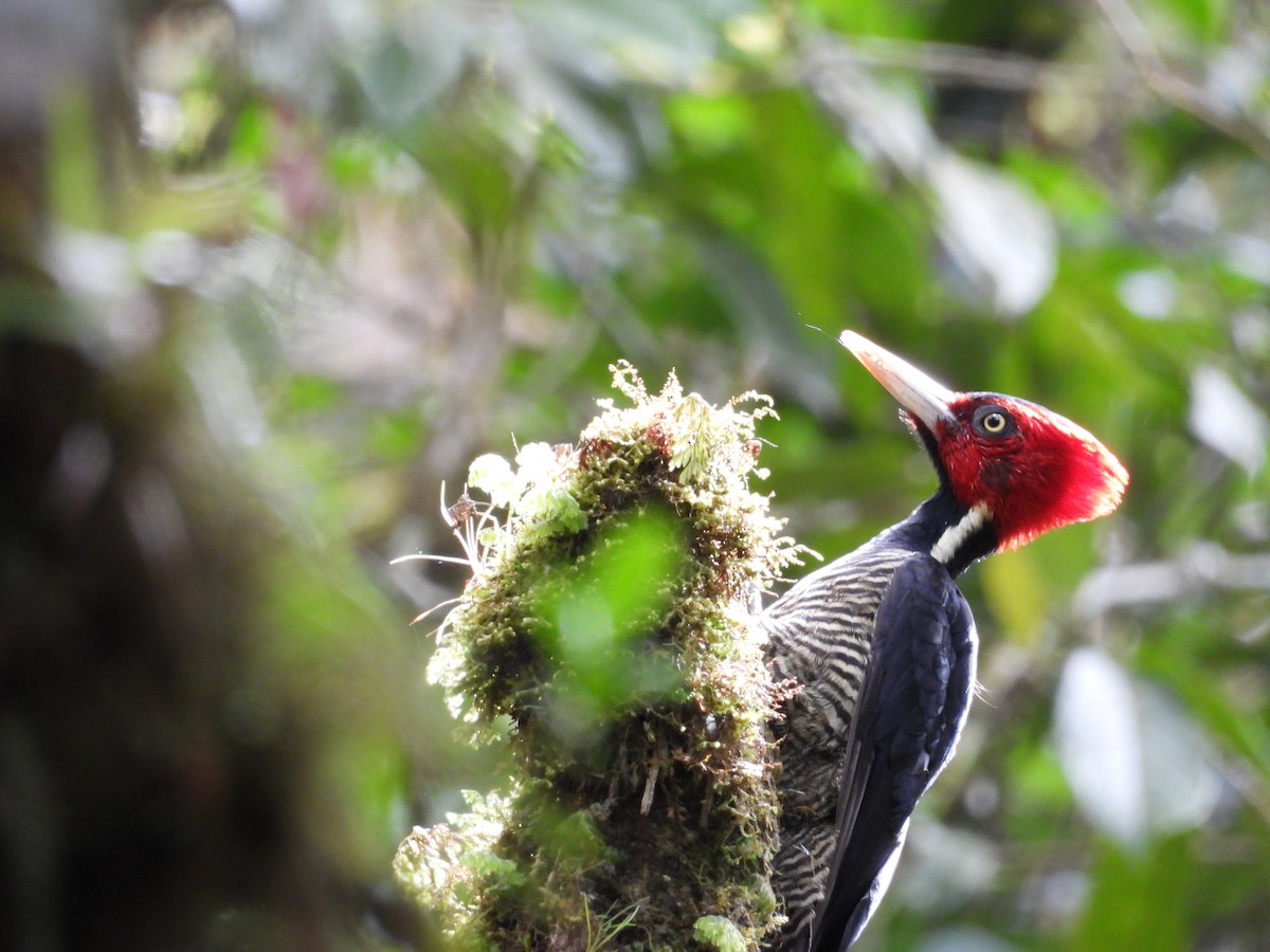 Pale-billed Woodpecker - ML640852216
