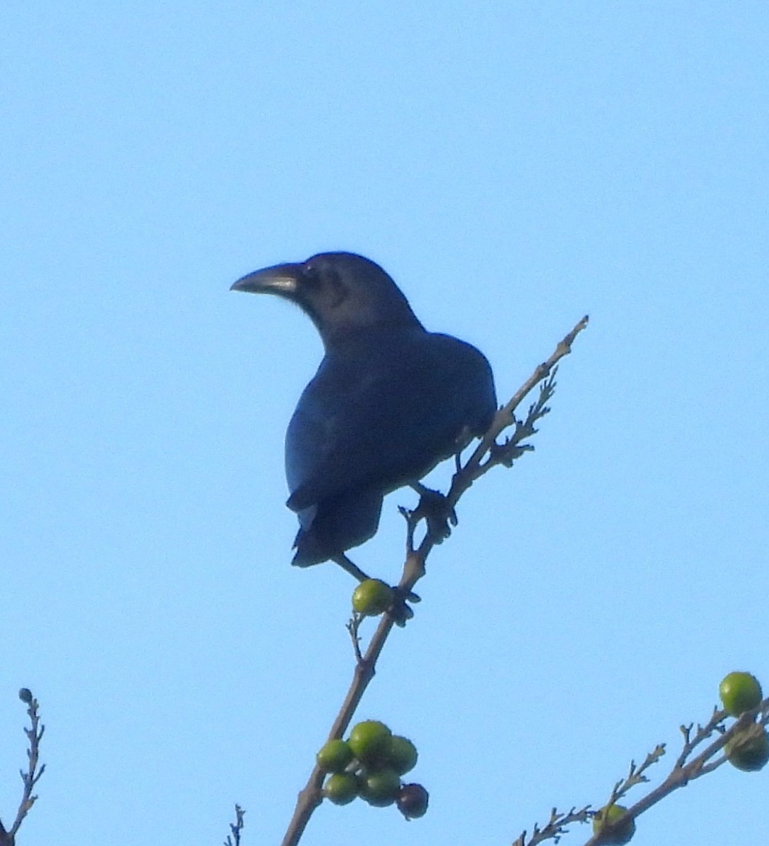 Sulawesi Crow - ML640852280
