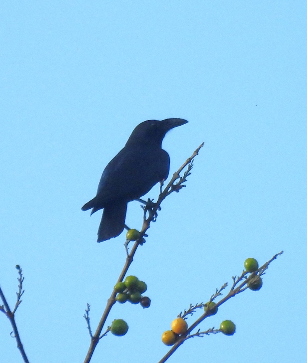 Sulawesi Crow - ML640852281