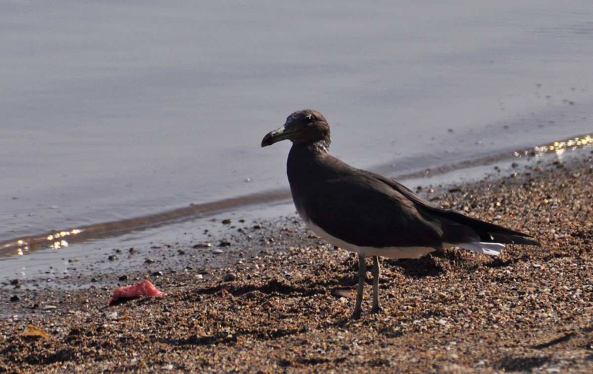 Sooty Gull - ML640852290