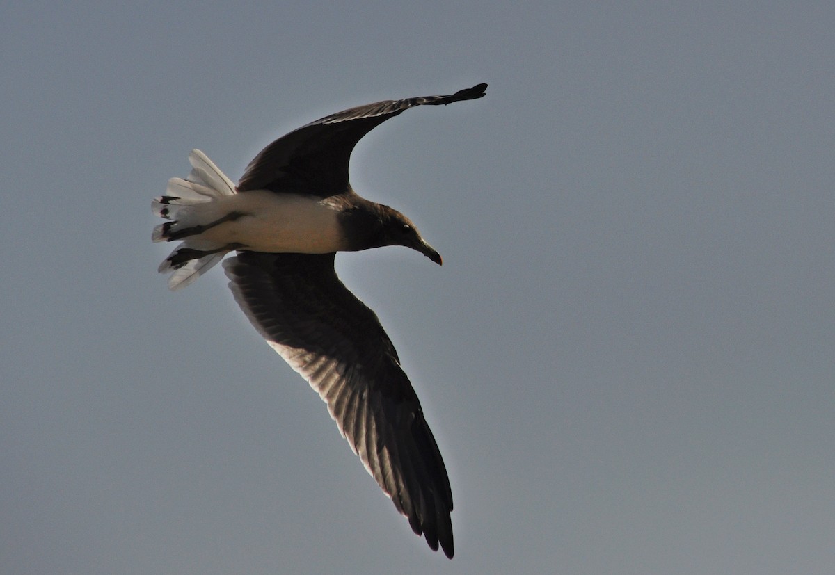 Sooty Gull - ML640852291