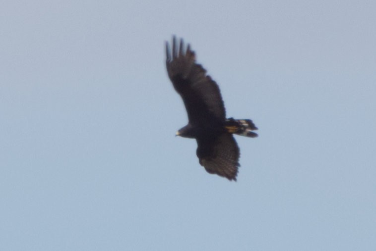 Zone-tailed Hawk - ML640852302