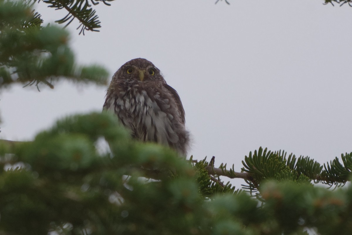 Northern Pygmy-Owl - ML640852303