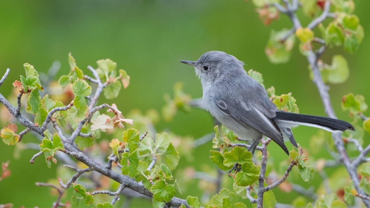 Blue-gray Gnatcatcher - ML640852319