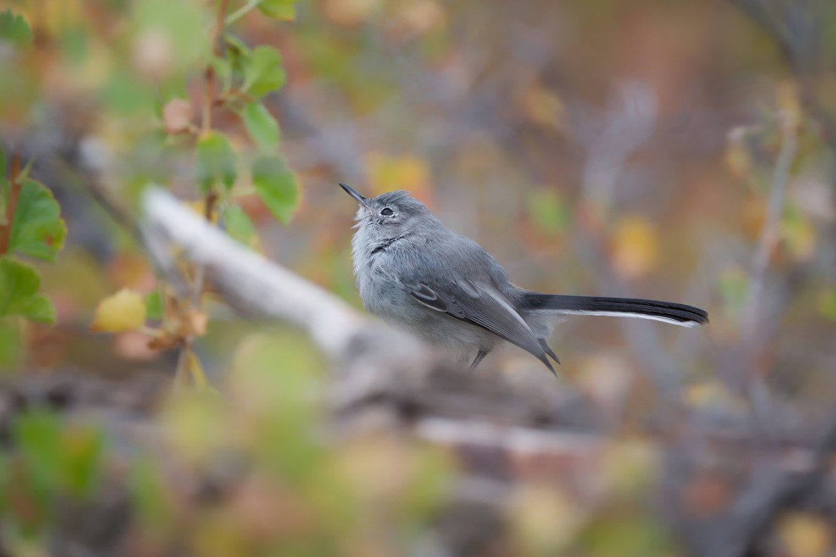 Blue-gray Gnatcatcher - ML640852320