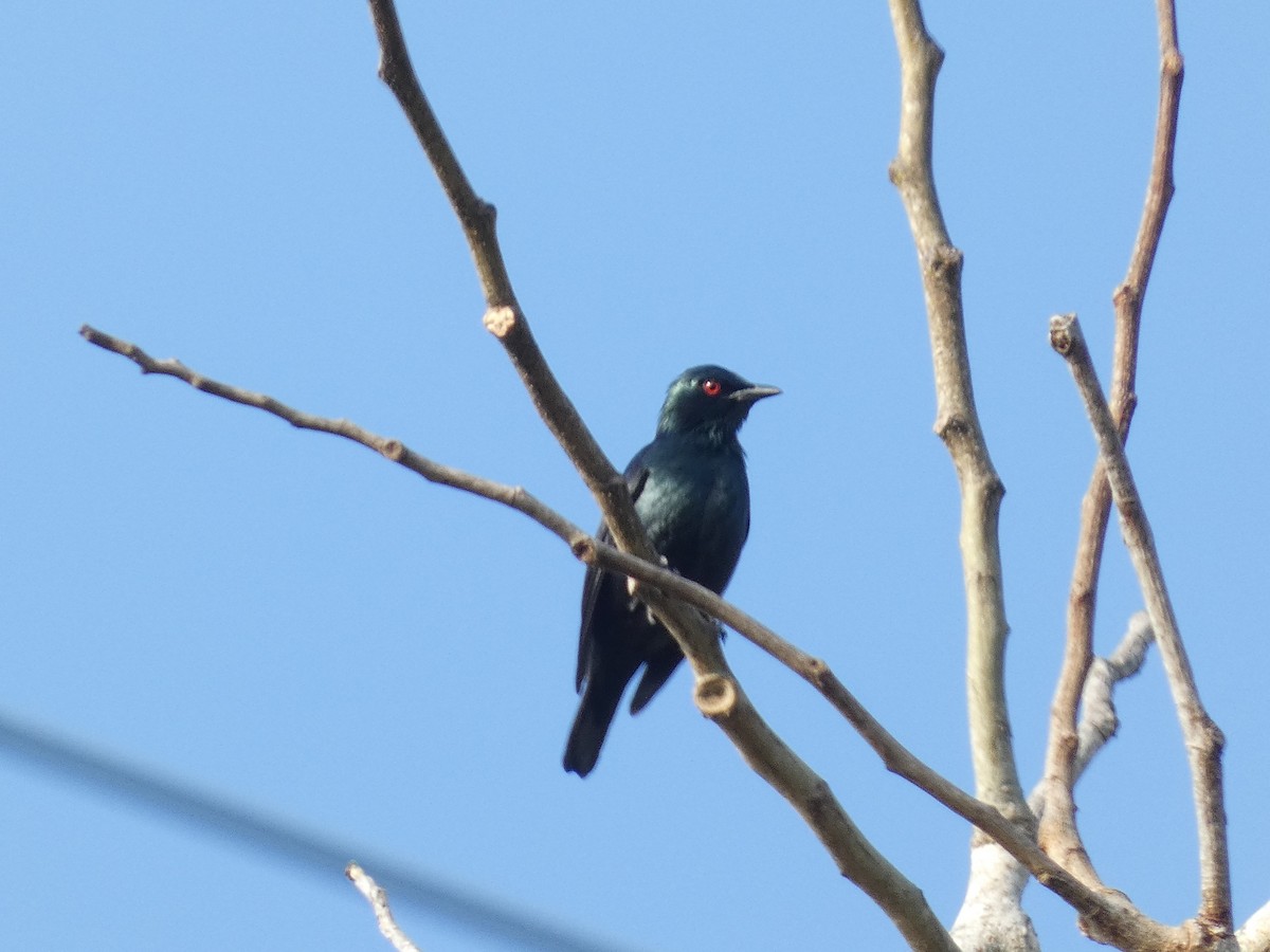 Asian Glossy Starling - ML640852324