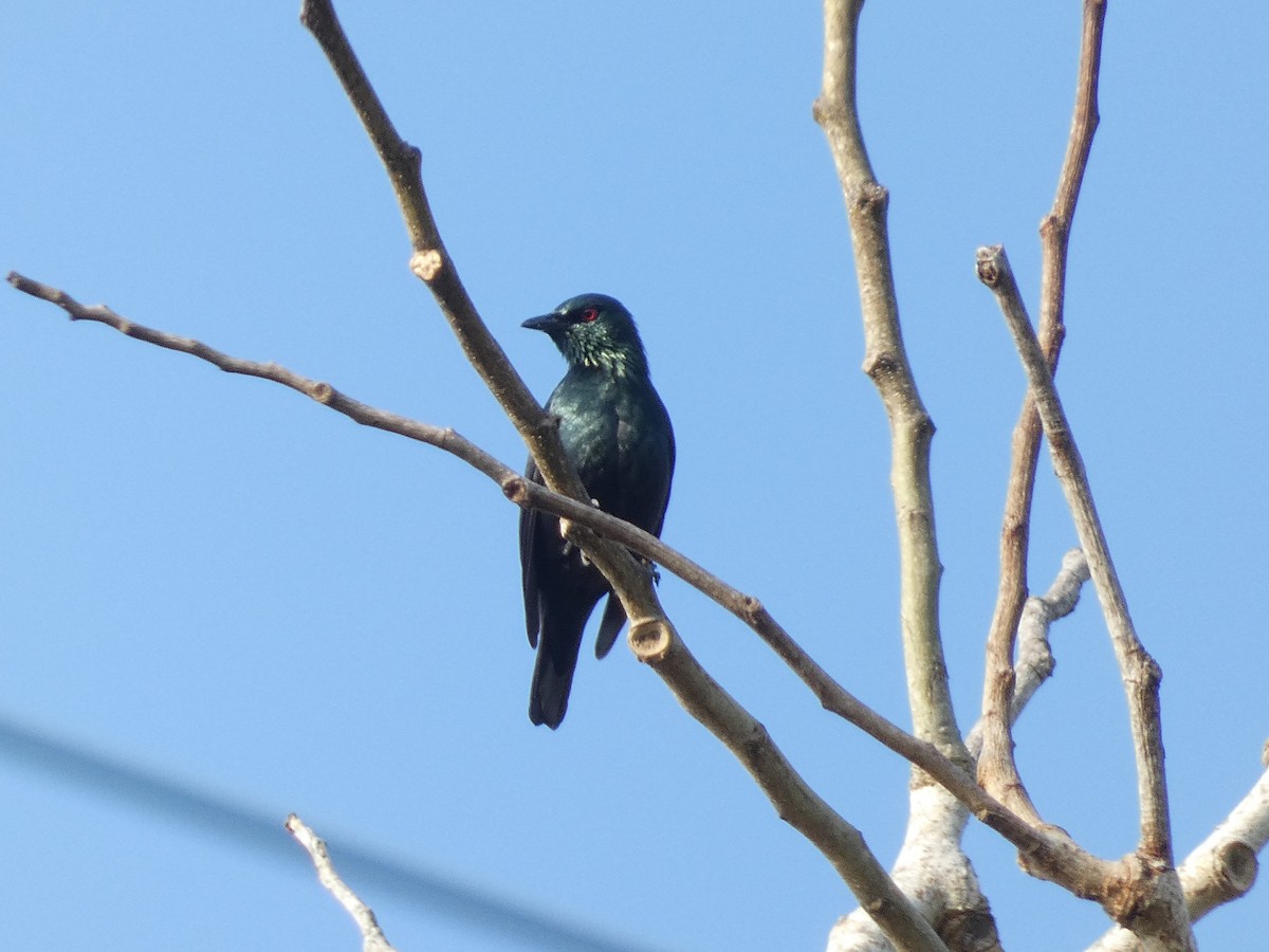 Asian Glossy Starling - ML640852325