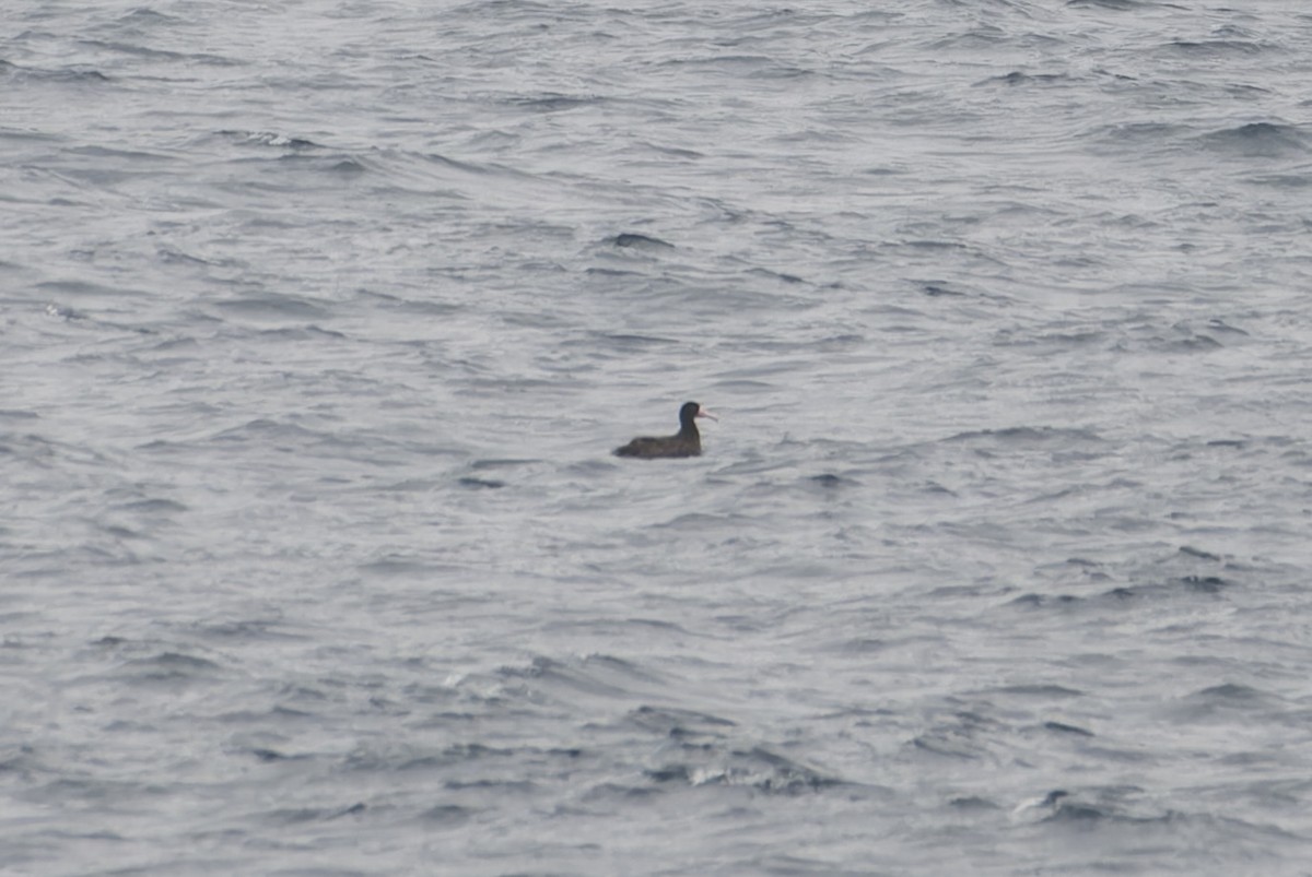 Short-tailed Albatross - ML640852365