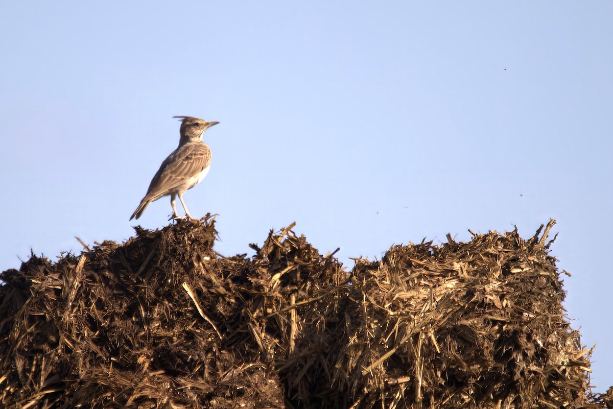 Crested Lark - ML640852381