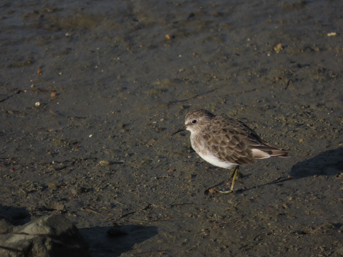 Least Sandpiper - ML640852406