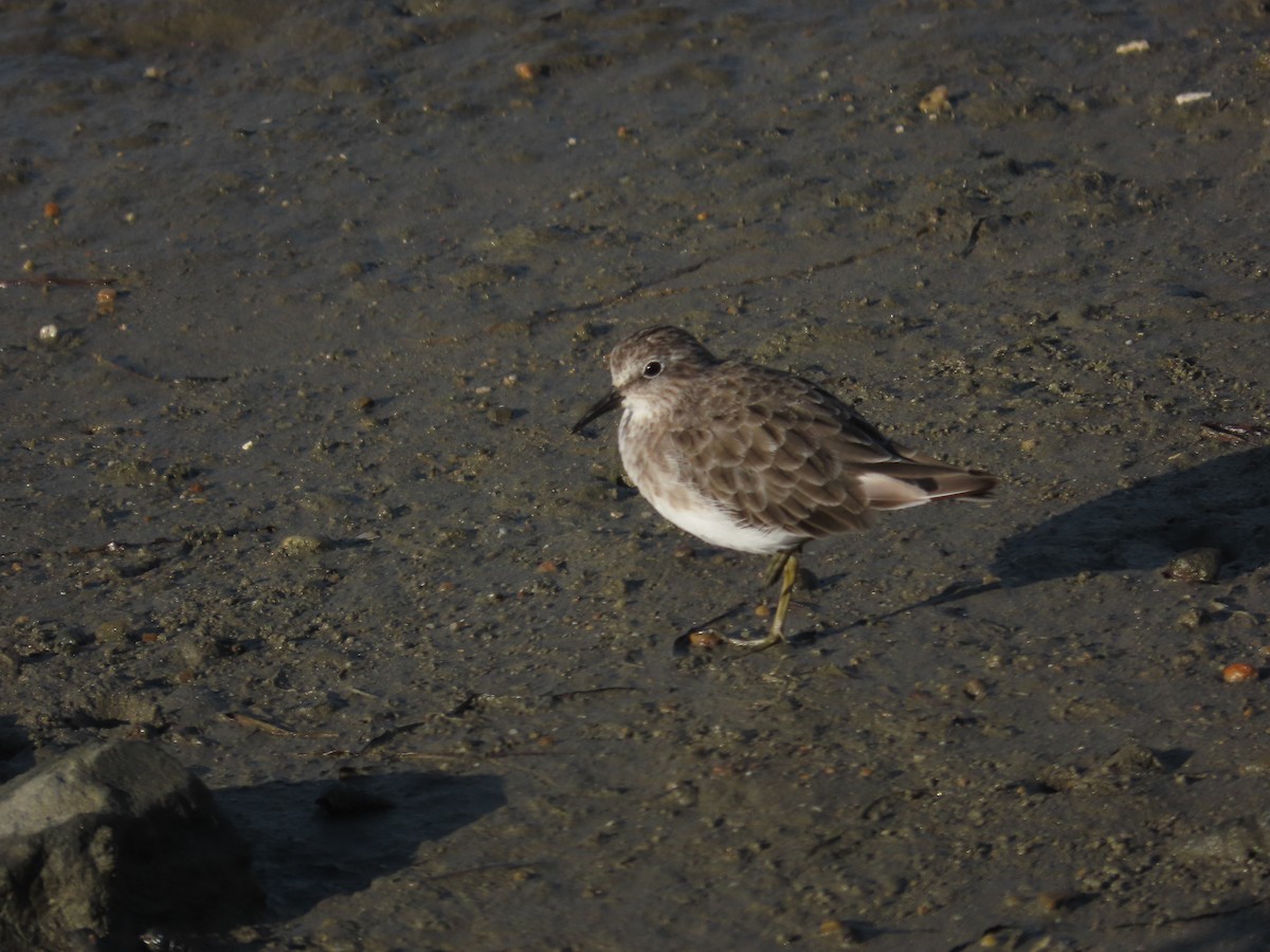 Least Sandpiper - ML640852407
