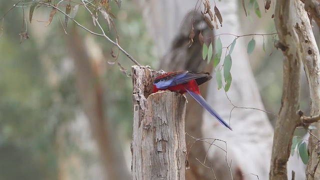 Crimson Rosella - ML640852411