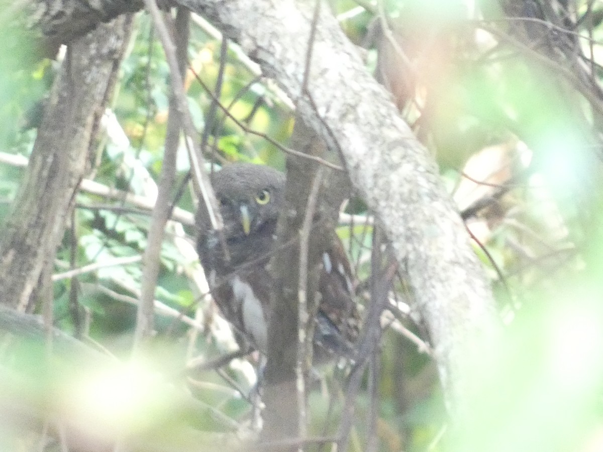Javan Owlet - ML640852412
