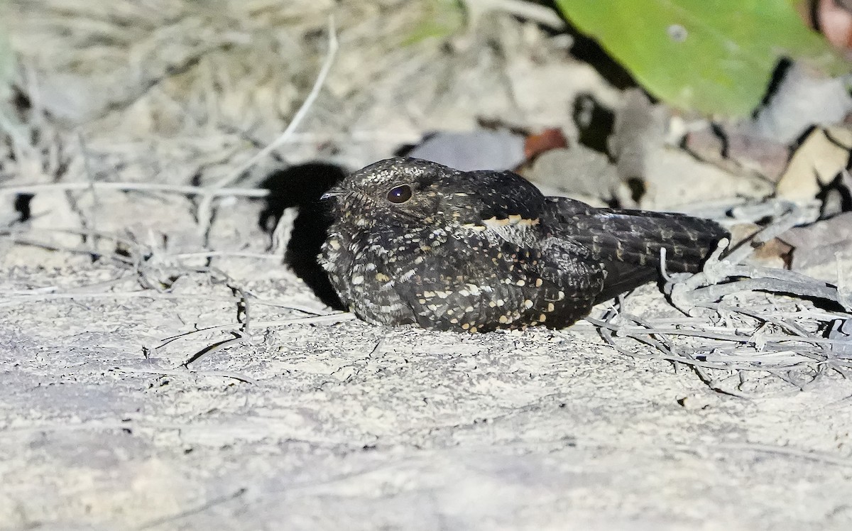 Trauernachtschwalbe - ML640852440