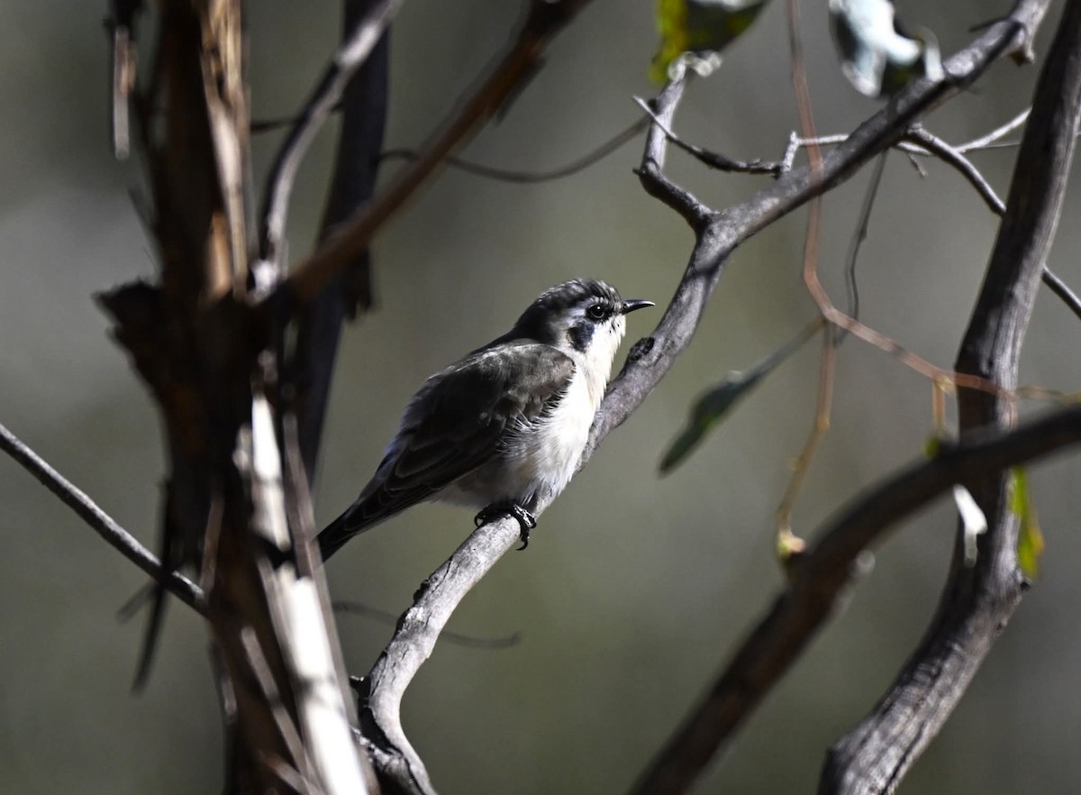 Black-eared Cuckoo - ML640852444