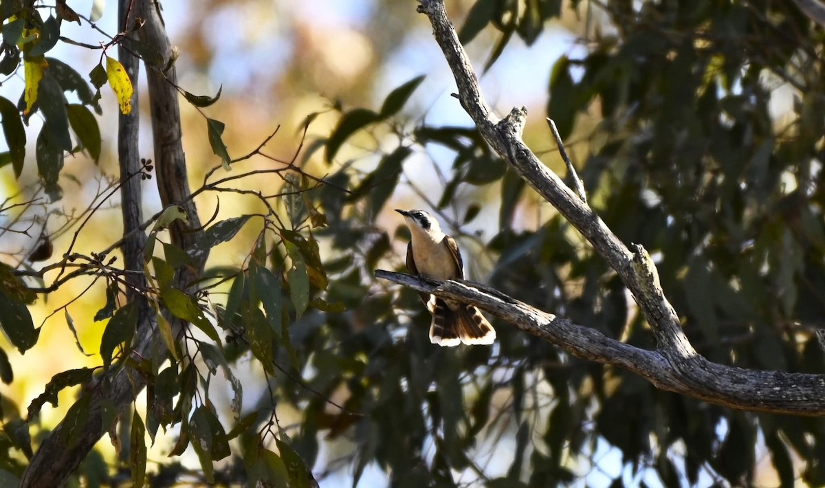 Black-eared Cuckoo - ML640852445